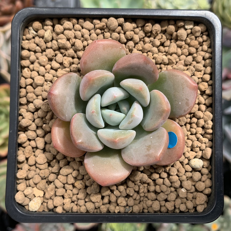 Echeveria 'Arandron' 1" Succulent Plant