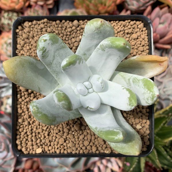 Dudleya Pachyphytum 4" Succulent Plant