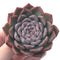 Echeveria 'Kerlean' 4" Succulent Plant