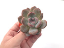 Echeveria 'Hosikage' 2"-3" Powdery Succulent Plant