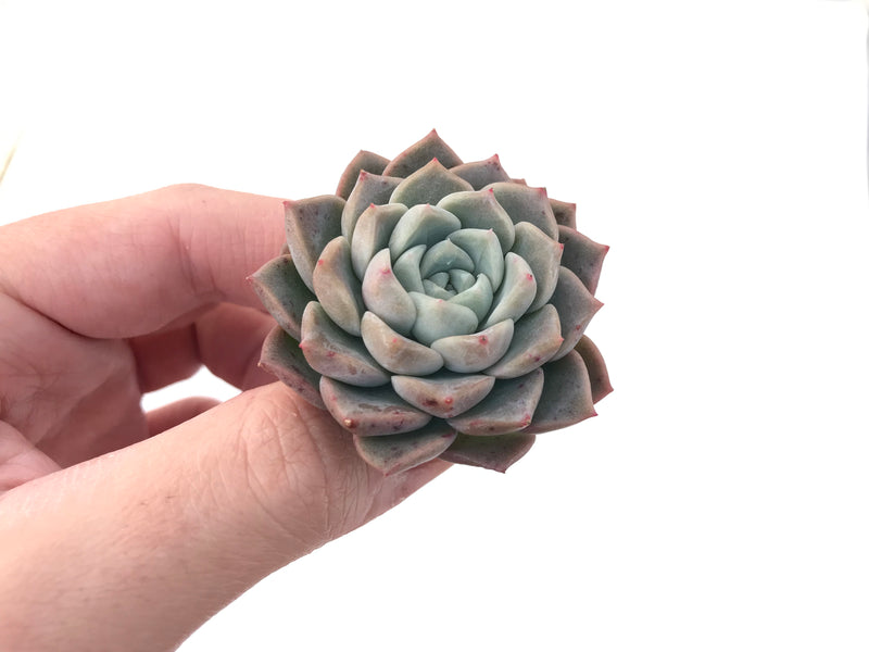 Echeveria 'Pink Spot' 1"-2" Succulent Plant