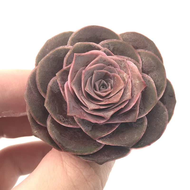 Greenovia 'El Hiero' 1"-2" Rare Succulent Plant