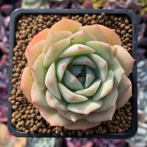 Echeveria sp. 2" Succulent Plant