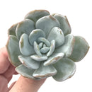 Echeveria 'Laui' 2" Powdery Succulent Plant