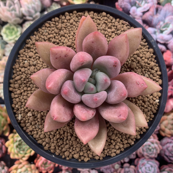 Graptoveria 'Rubydona' 4" Succulent Plant