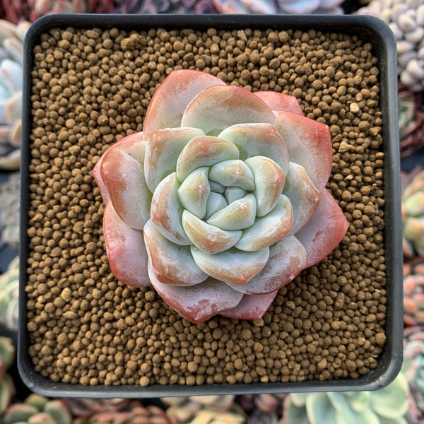 Echeveria 'Icy Green' 2" Succulent Plant