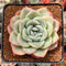 Echeveria 'Amabile' 2"-3" Succulent Plant