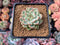 Echeveria sp. 2" Succulent Plant