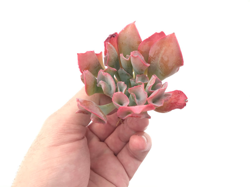 Echeveria 'Trumpet Pinky' 2"-3" Rare Succulent Plant