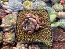 Echeveria 'Mongplee' 1" New Hyrbid Small Succulent Plant