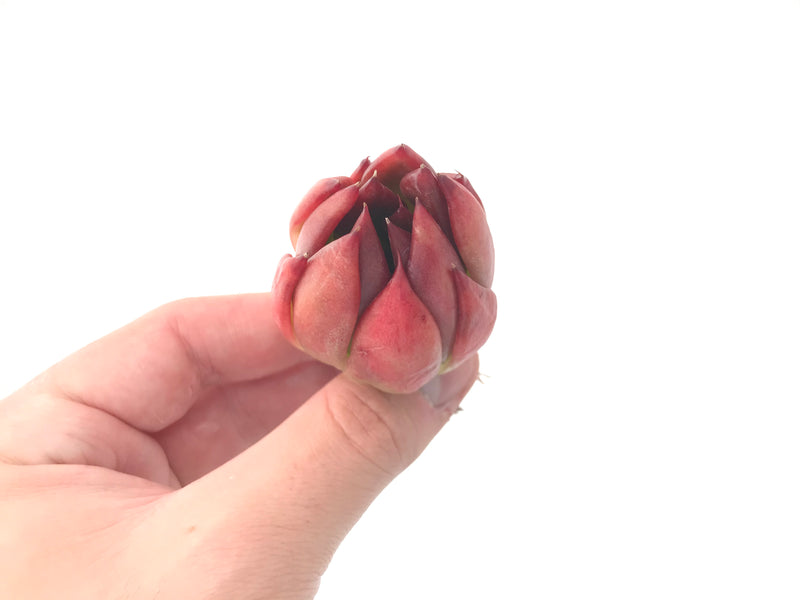 Echeveria Agavoides 'Frank Reinalt' 1" Succulent Plant