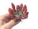 Echeveria 'Trumpet Pinky' 3" Succulent Plant