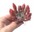 Echeveria 'Trumpet Pinky' 3" Succulent Plant