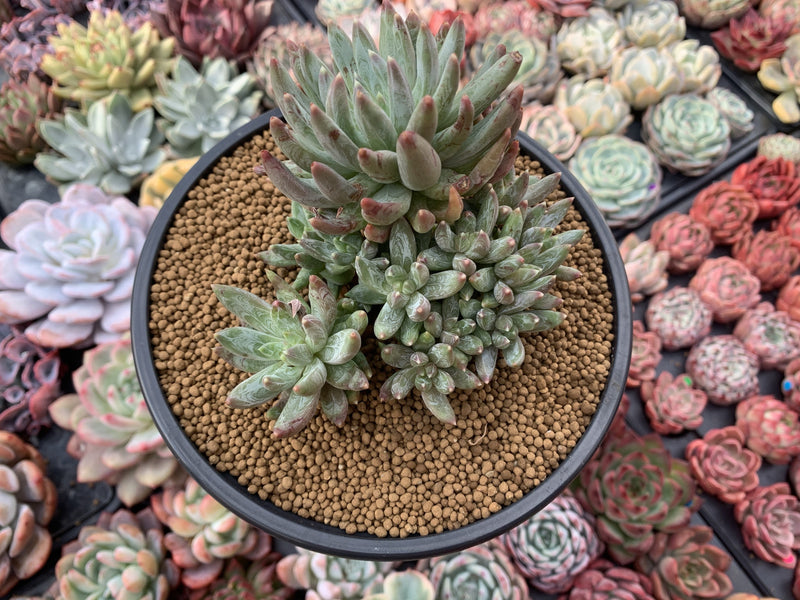 Pachyveria 'Bellgrave' Cluster 5"-6" Succulent Plant