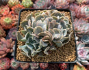 Echeveria 'Desert Star' 4"-5" Cluster Succulent Plant