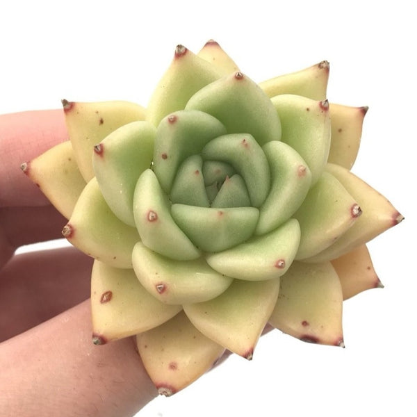 Echeveria Agavoides sp. 2" Rare Succulent Plant