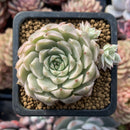 Echeveria 'Margaret' Variegated 3" Cluster Succulent Plant