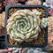 Echeveria 'Margaret' Variegated 3" Cluster Succulent Plant