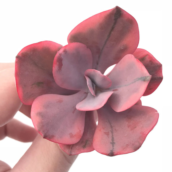 Echeveria Angel Wing Variegated 3” Rare Succulent Plant