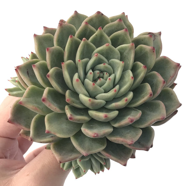 Echeveria Agavoides 'Rajoya' 5" Succulent Plant