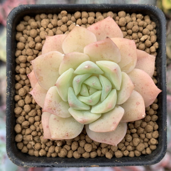 Echeveria 'Fun Queen' 2" Succulent Plant