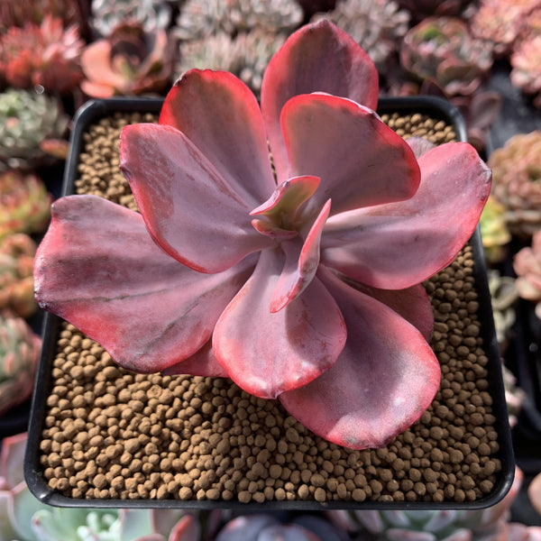 Echeveria 'Angel Wings' Variegated 4" Succulent Plant