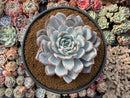 Echeveria 'Cream Sun' 7" Large Powdery Succulent Plant