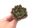 Echeveria Agavoides 'Chimera' 3" Succulent Plant