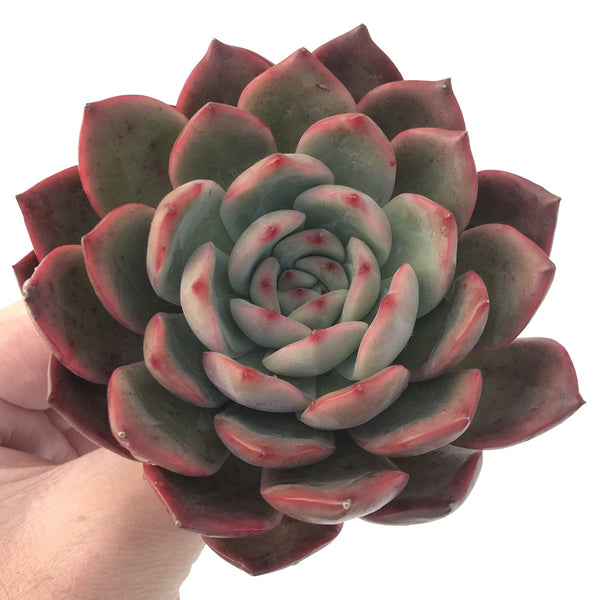 Echeveria Agavoides 'Glam Pink' 4" Succulent Plant