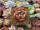 Echeveria Agavoides 'Orange Champaign' 2” Succulent Plant