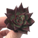 Echeveria Agavoides 'Johnnie Walker' 1" New Hybrid Succulent Plant