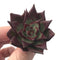 Echeveria Agavoides 'Johnnie Walker' 1" New Hybrid Succulent Plant