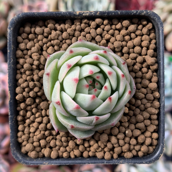 Echeveria 'Mountain Rose' 1" New Hybrid Small Succulent Plant