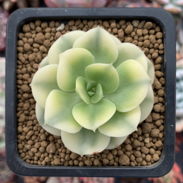 Echeveria 'Nicksana' Variegated 2" Succulent Plant Cutting