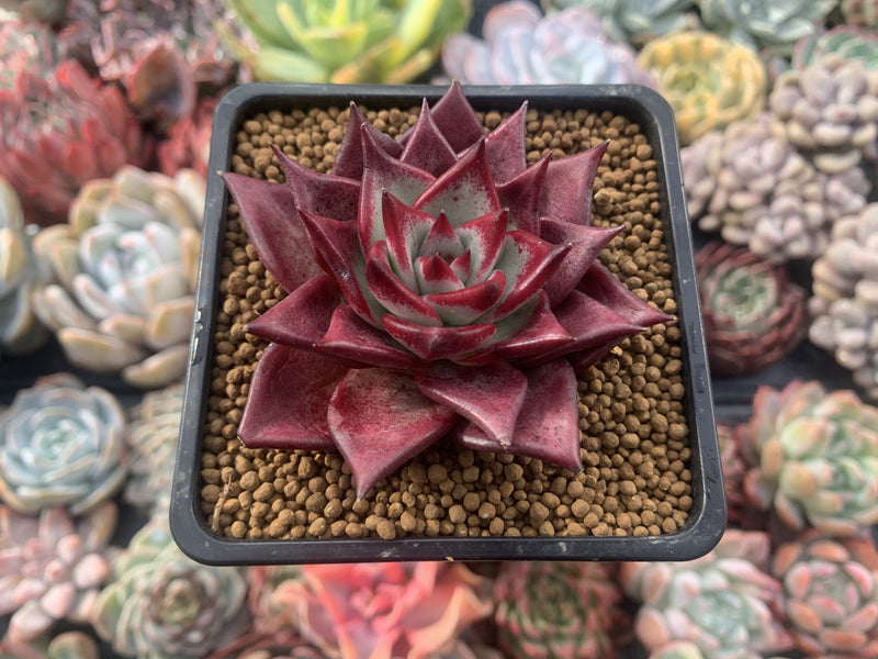 Echeveria Agavoides 'Luming' 3" Succulent Plant