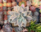 Graptopetalum 'Paraguayense' Variegated 3" Succulent Plant