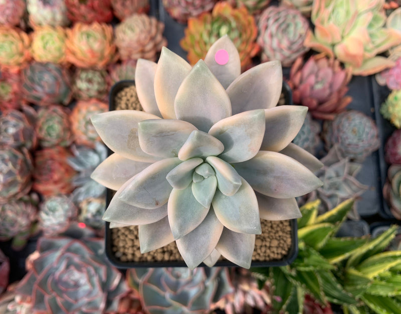 Graptopetalum 'Paraguayense' Variegated 3" Succulent Plant