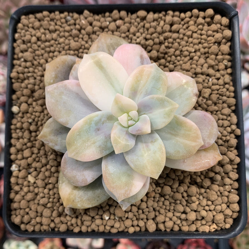 Quetzalcoatlia 'Pentandra Superba' Variegated 2" Succulent Plant (Formerly Graptopetalum 'Pentandrum Superbum' Variegated)