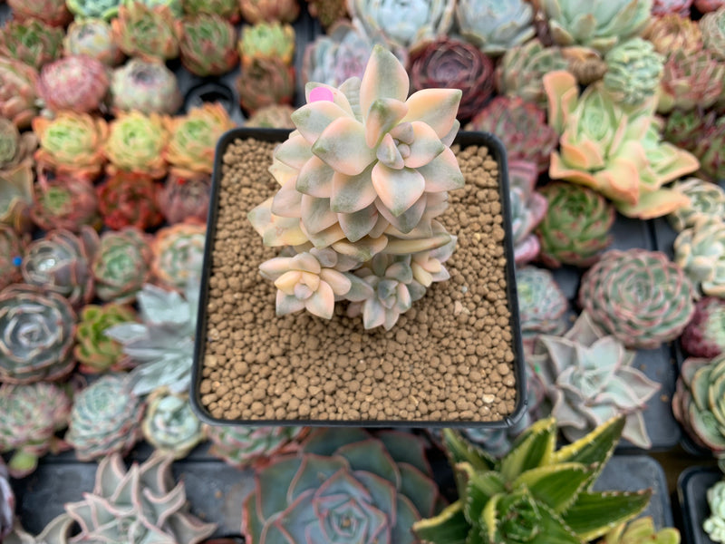 Graptoveria 'Titubans' Variegated 3" Cluster Succulent Plant