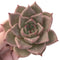 Echeveria Agavoides sp. Selected Clone 4" Succulent Plant