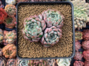 Echeveria 'Aarons' 3” Cluster Rare Succulent Plant