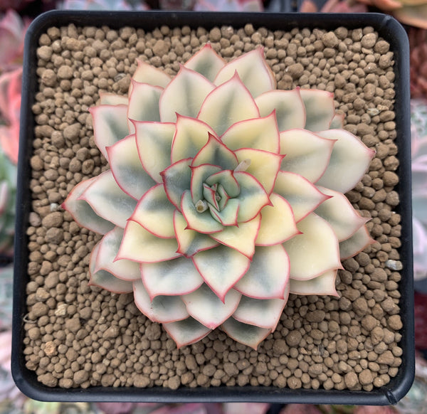 Echeveria 'Esther' Variegated 4" Succulent Plant