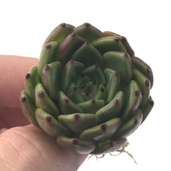 Echeveria Agavoides 'Redtip' 1" Rare Succulent Plant