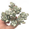 Cotyledon 'Orbiculata' Cluster 5" Large Succulent Plant