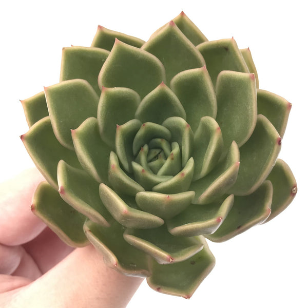 Echeveria Agavoides 'Walshire' 4” Rare Succulent Plant