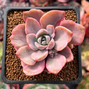 Graptoveria 'Mrs. Richards' Variegated 2" Succulent Plant