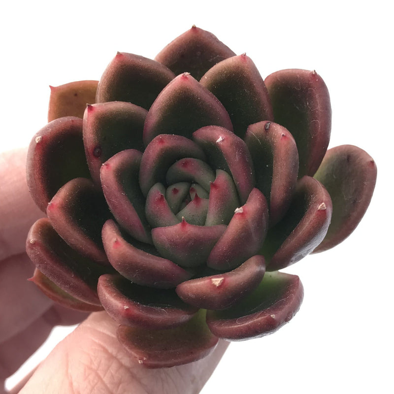 Echeveria Agavoides 'Cagliari' 1" Succulent Plant