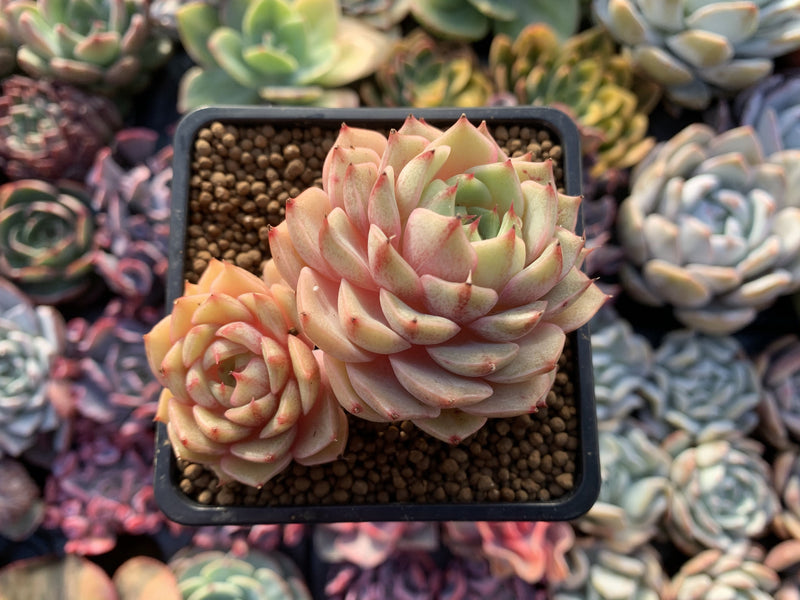 Echeveria 'Ben Badis' 2"-3" Cluster Succulent Plant