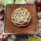 Echeveria 'Ariel' 1" Succulent Plant