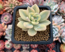 Graptoveria 'Grand Palace' Variegated 2" Succulent Plant